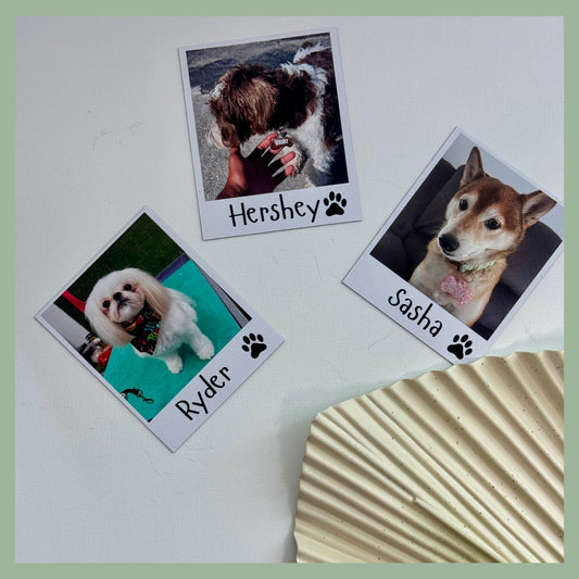 Set of polaroid-style custom pet photo magnets with dog portraits and names