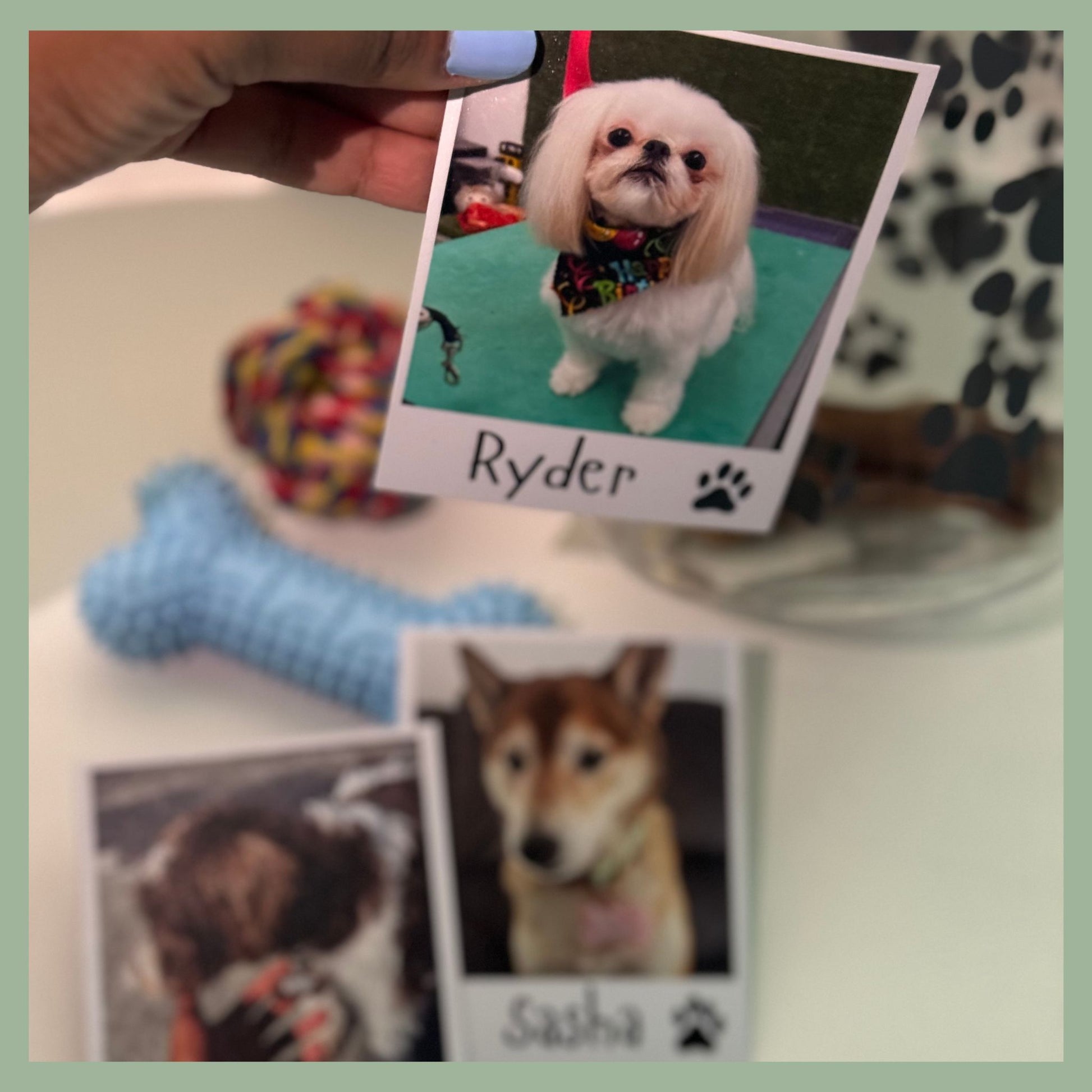 Group of custom pet photo magnets with personalized dog images